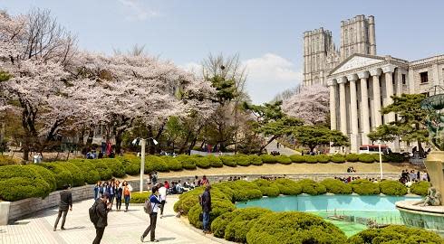 Many students walk and take photos in an ornate circular garden strewn with cherry blossoms at Kyung Hee University in South Korea