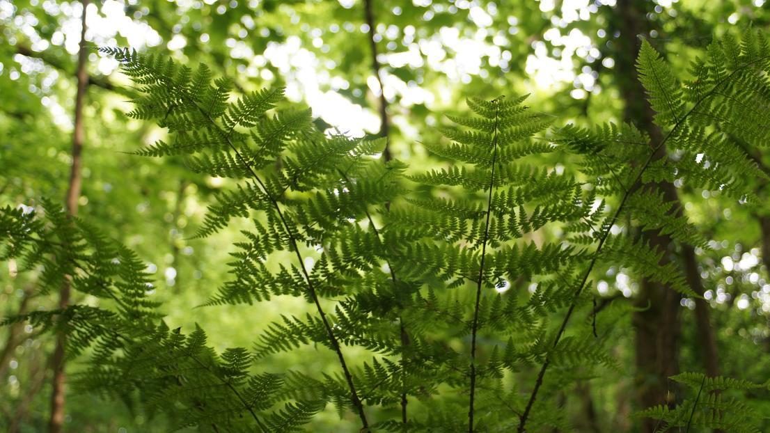 Green ferns in forest