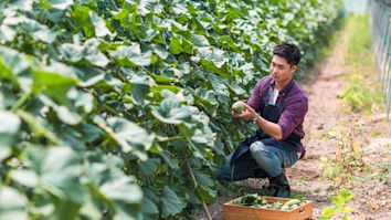A male modern farmer in the Melon-Shed