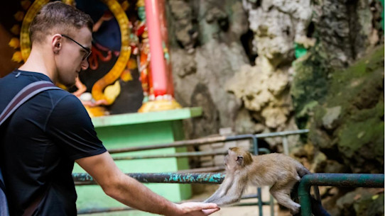 Monkey feeding batu cave temple