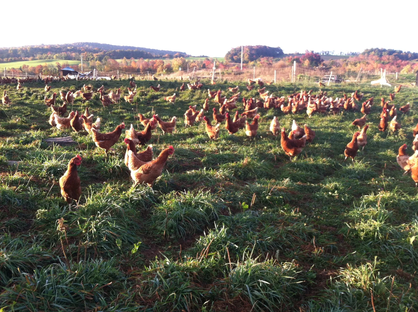 Latremore Farm Hens 4