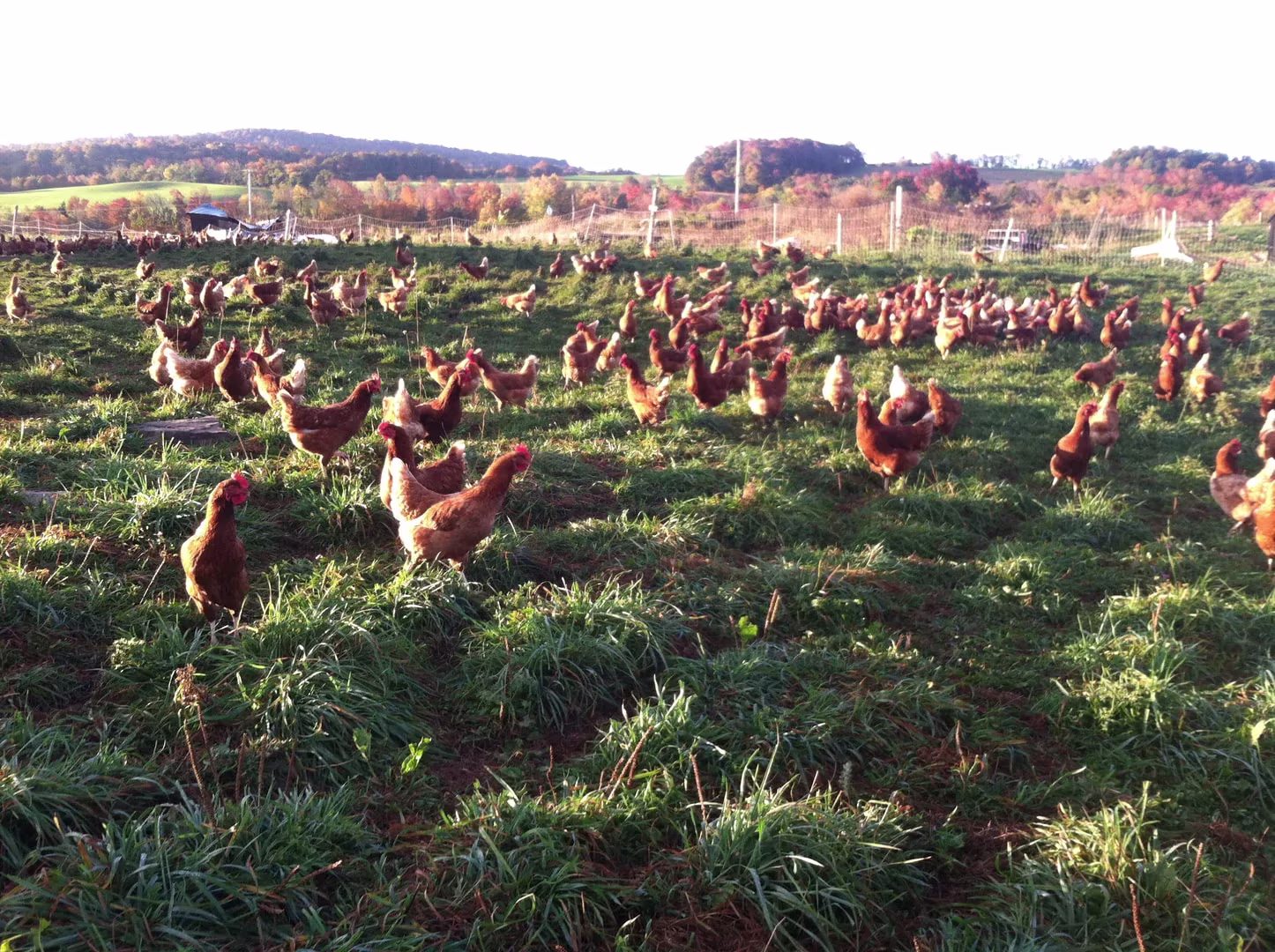Latremore Farm Hens 4