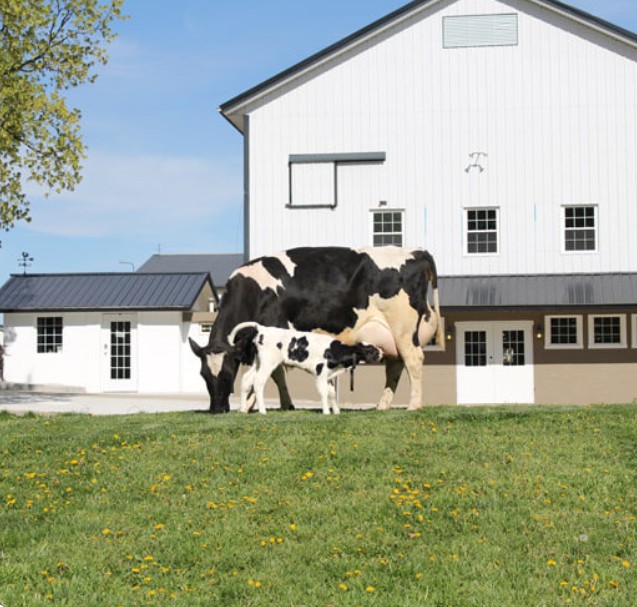 Crystal Springs Creamery