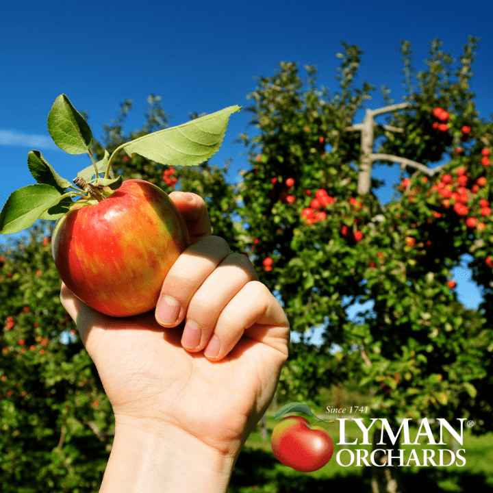 Lyman Orchards