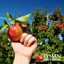 Lyman Orchards