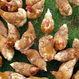 Country Lane Foods