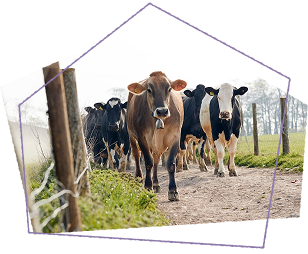  Local Birmingham milk delivery sourced from farmers we trust