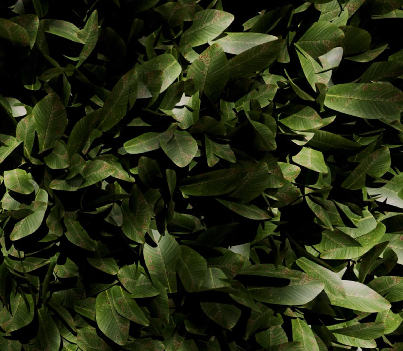 leaves 