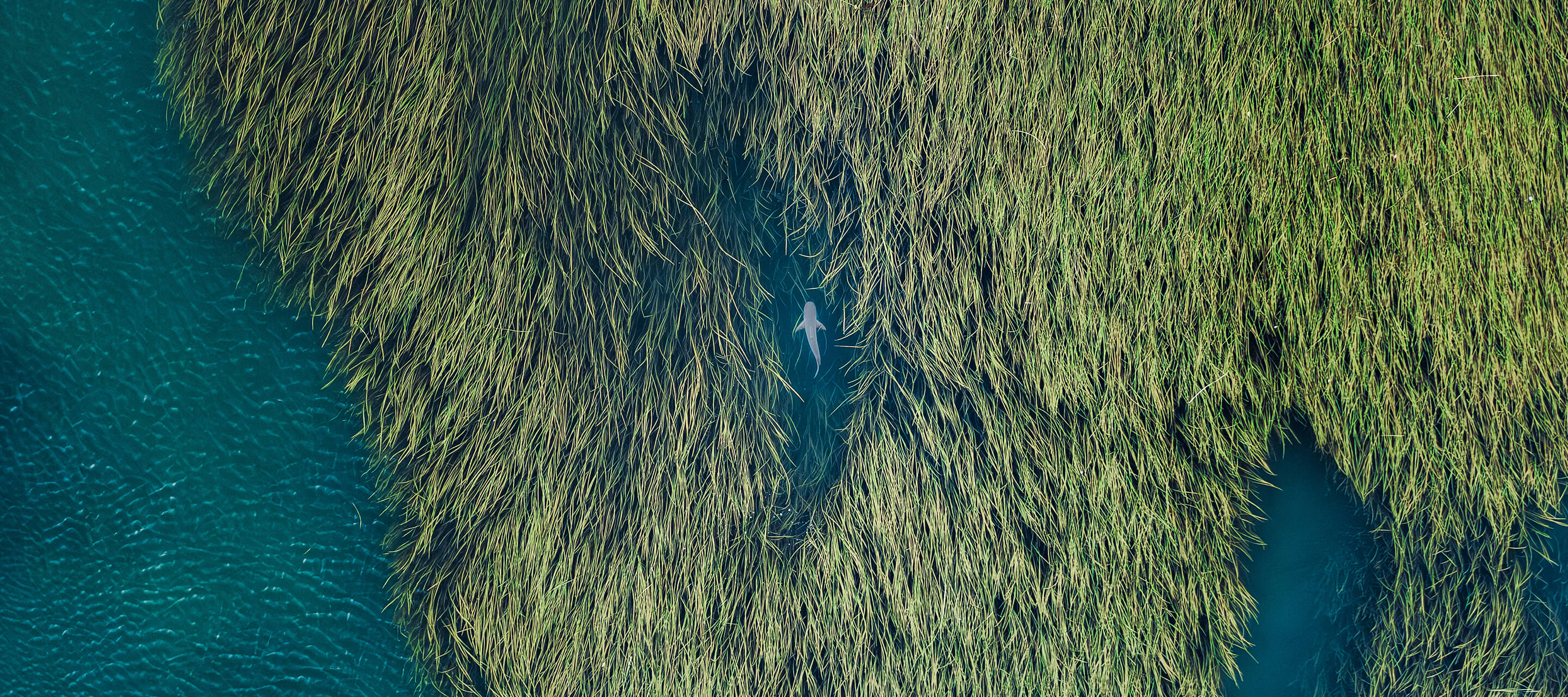 aerial view of shark in reeds