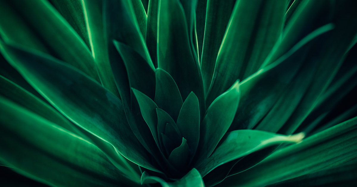 zoom-in image of center of a plant