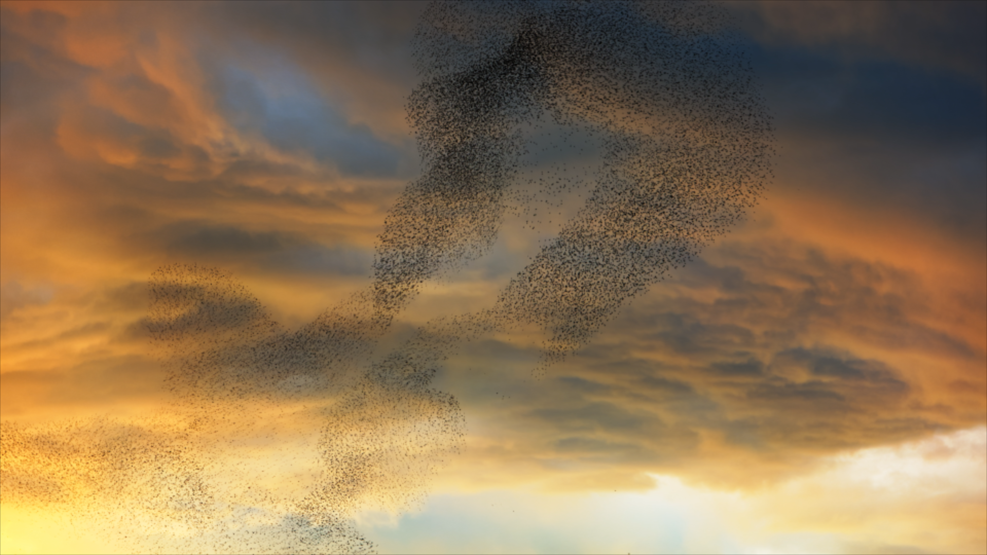 flock of birds flying together in the sky