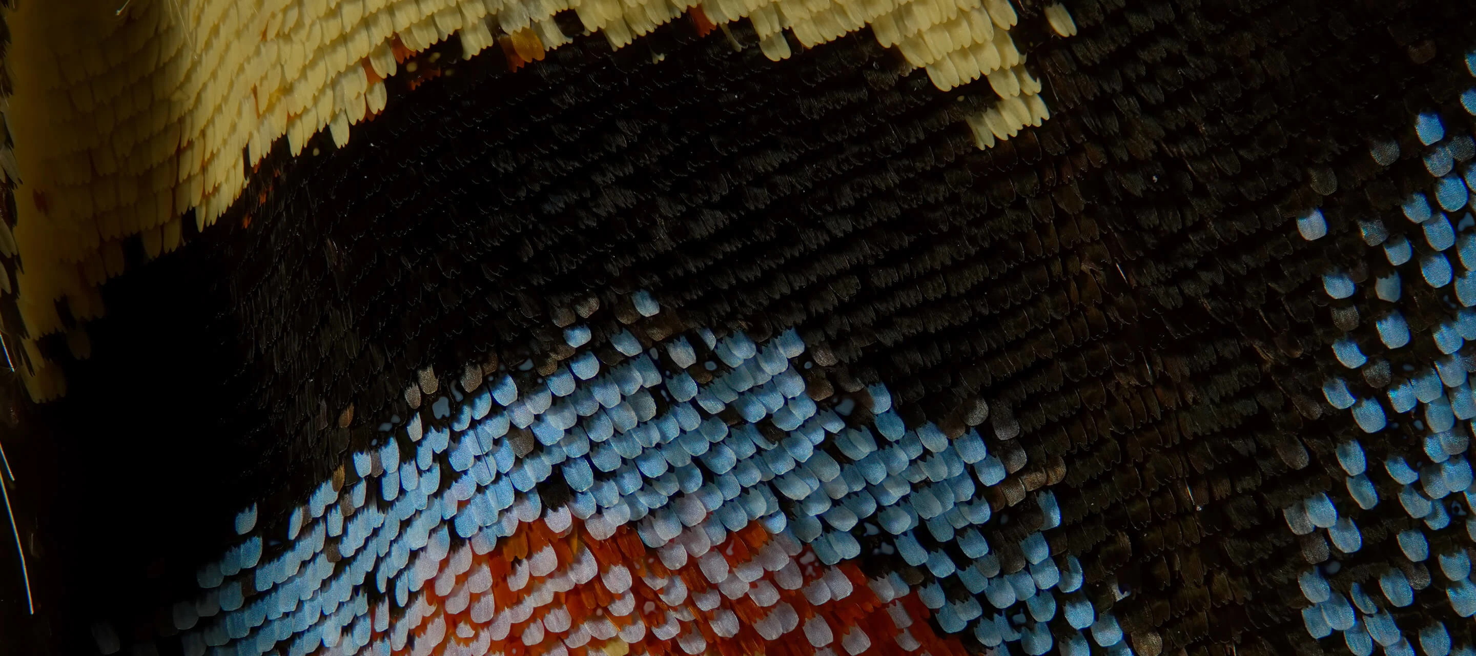 macro image butterfly