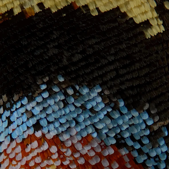 macro image butterfly