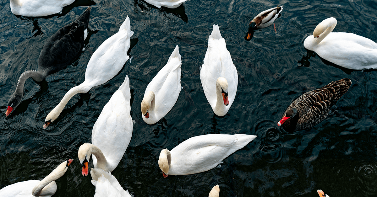 swans in the water