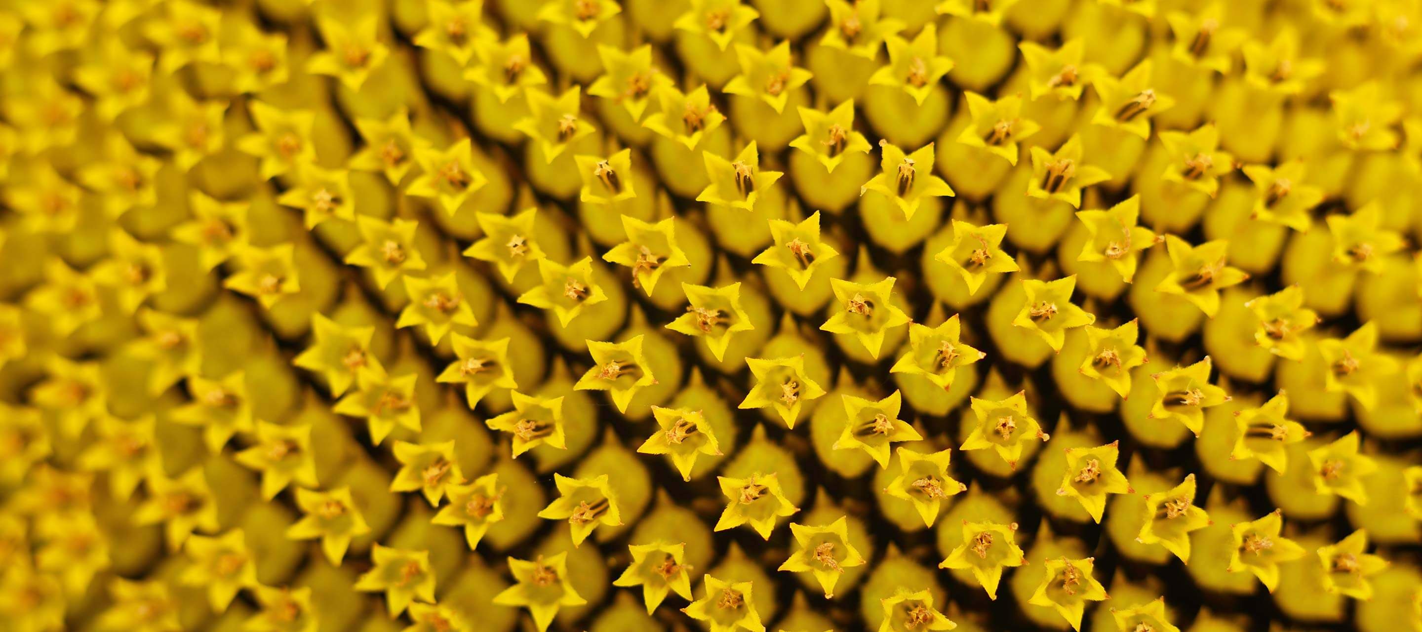 close-up of sunflower blooming