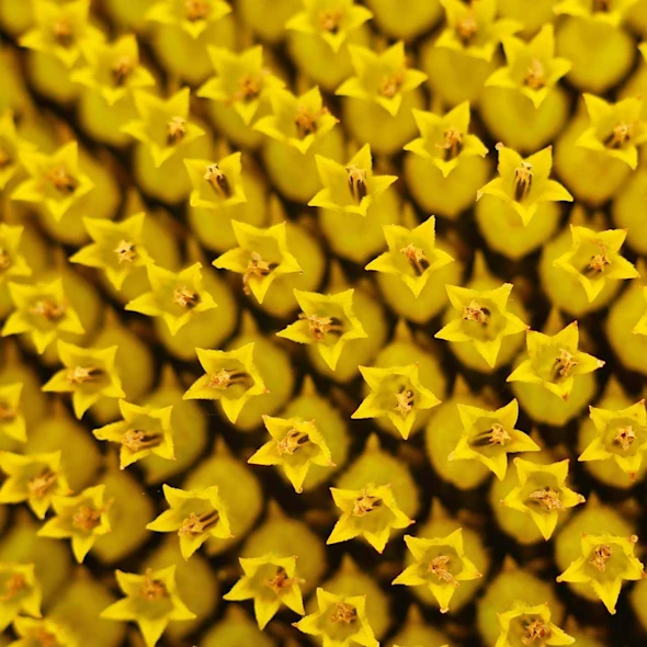 close-up of sunflower blooming