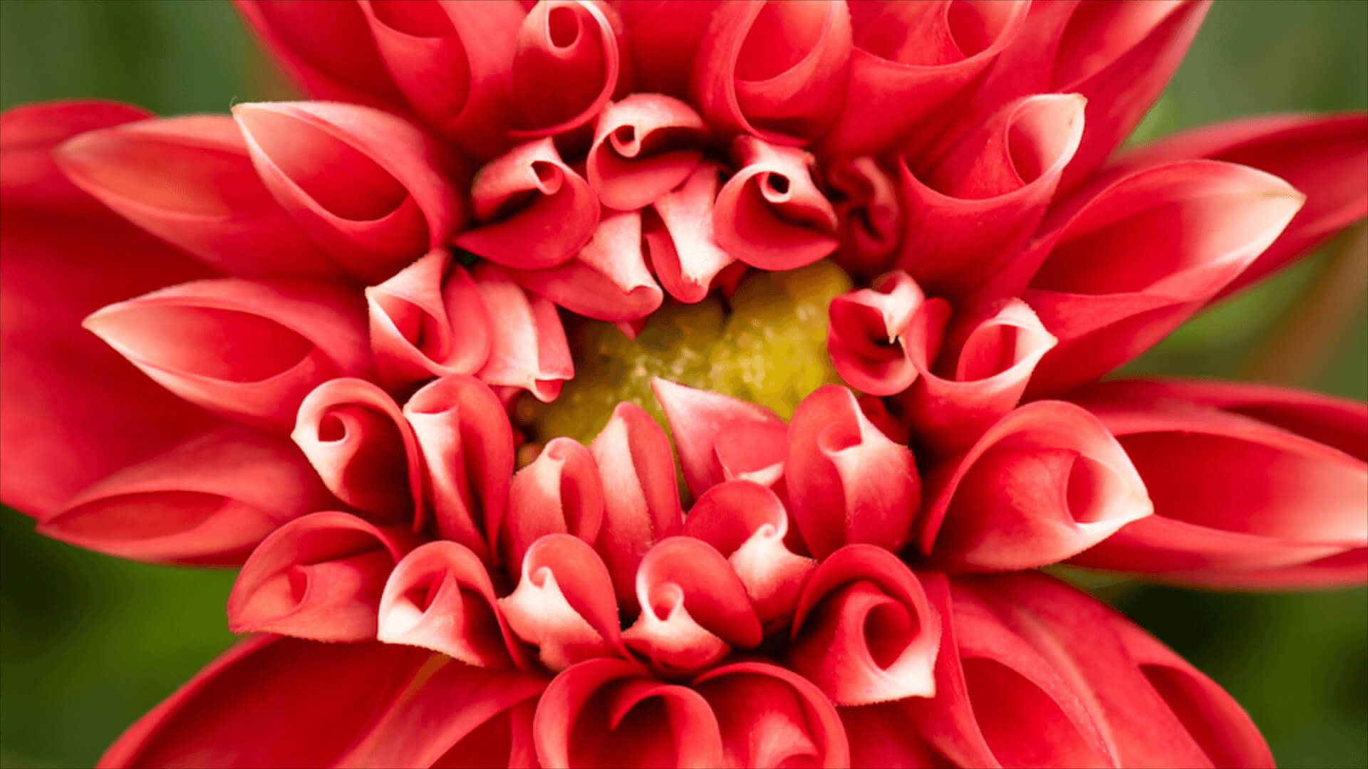 blooming red dahlia flower