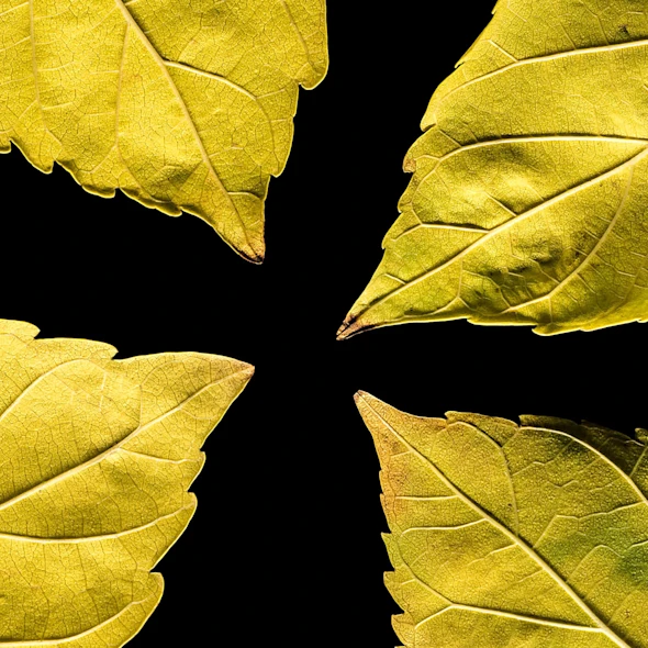 4 leaves coming together
