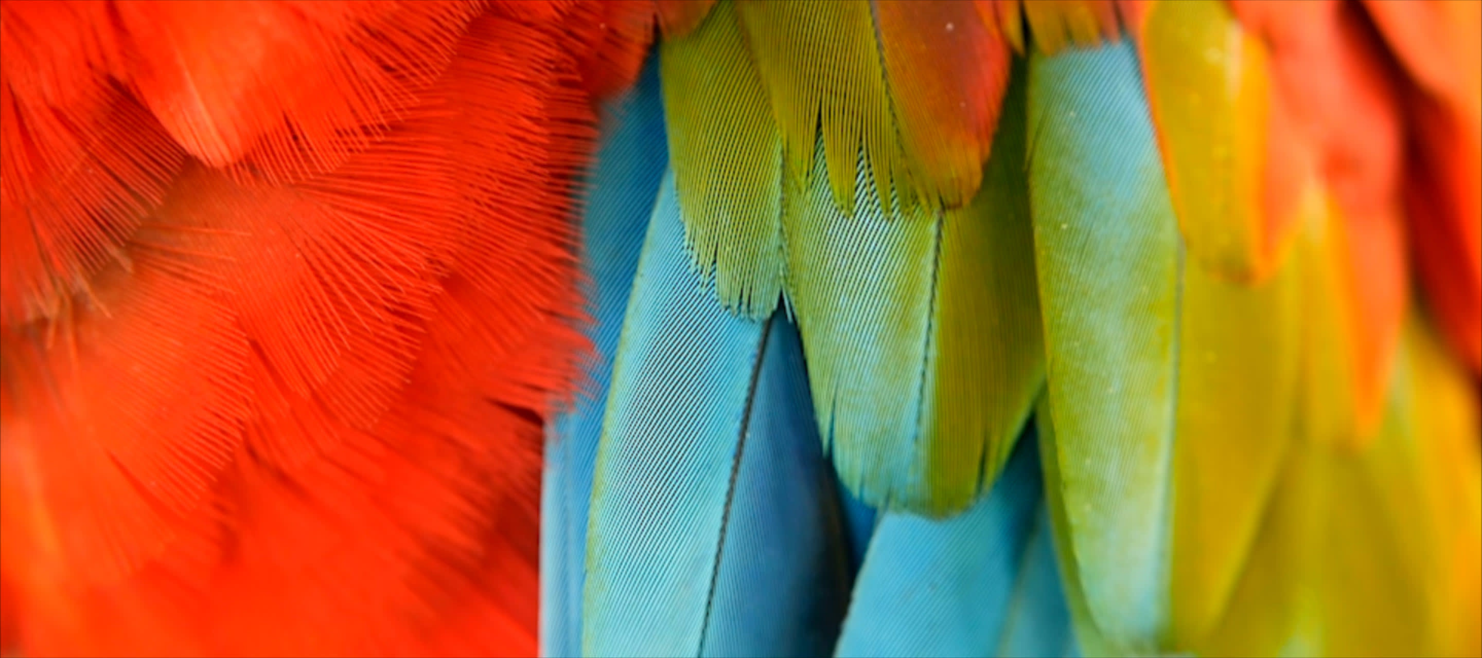 bright parrot feathers
