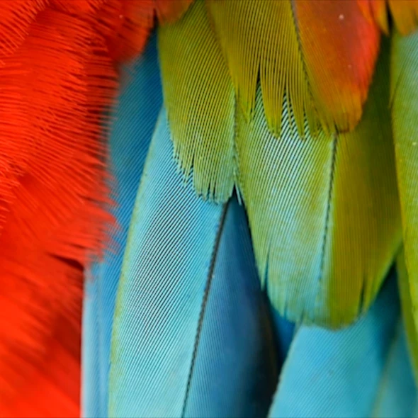 bright parrot feathers