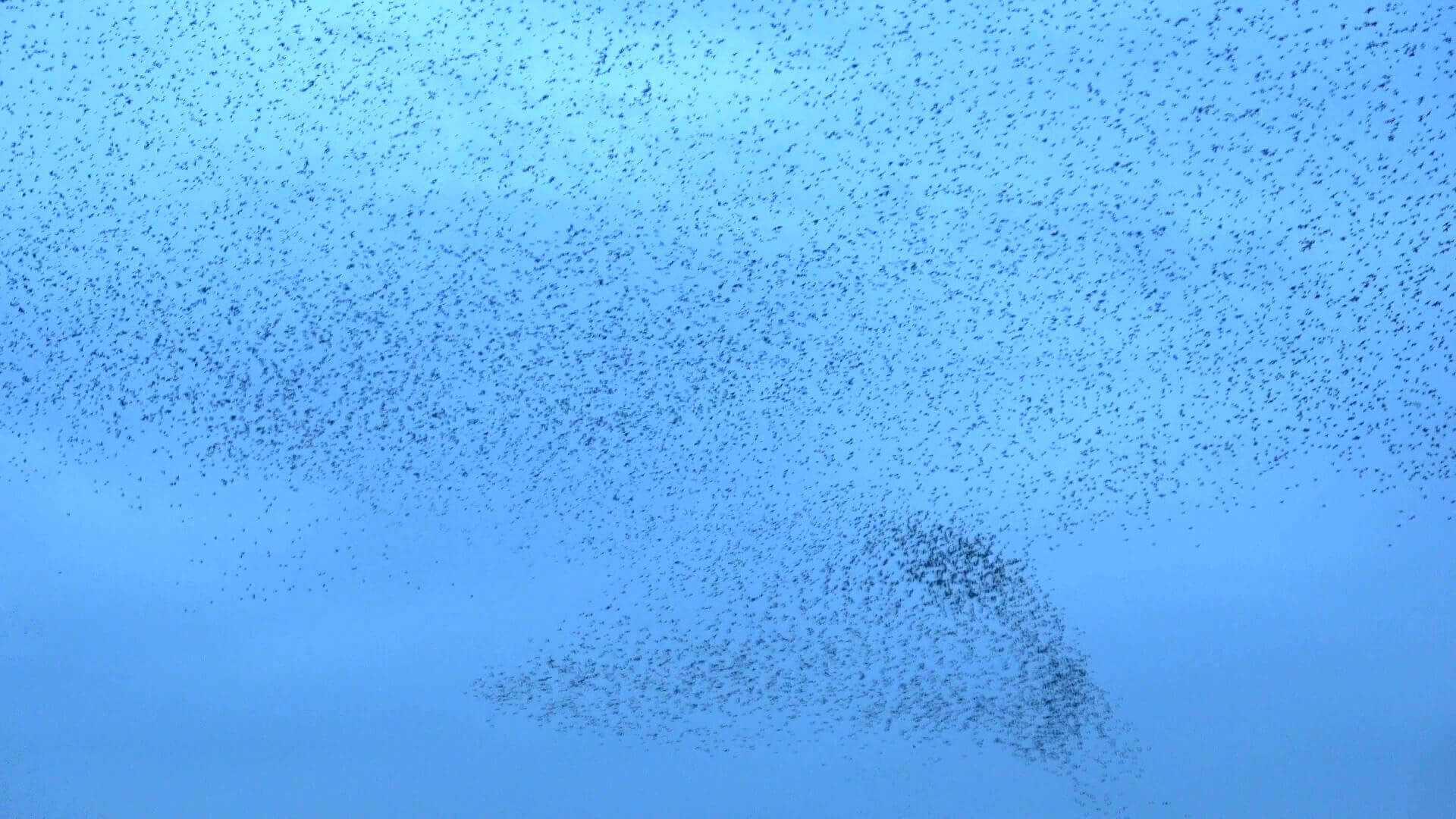 bird murmuration 