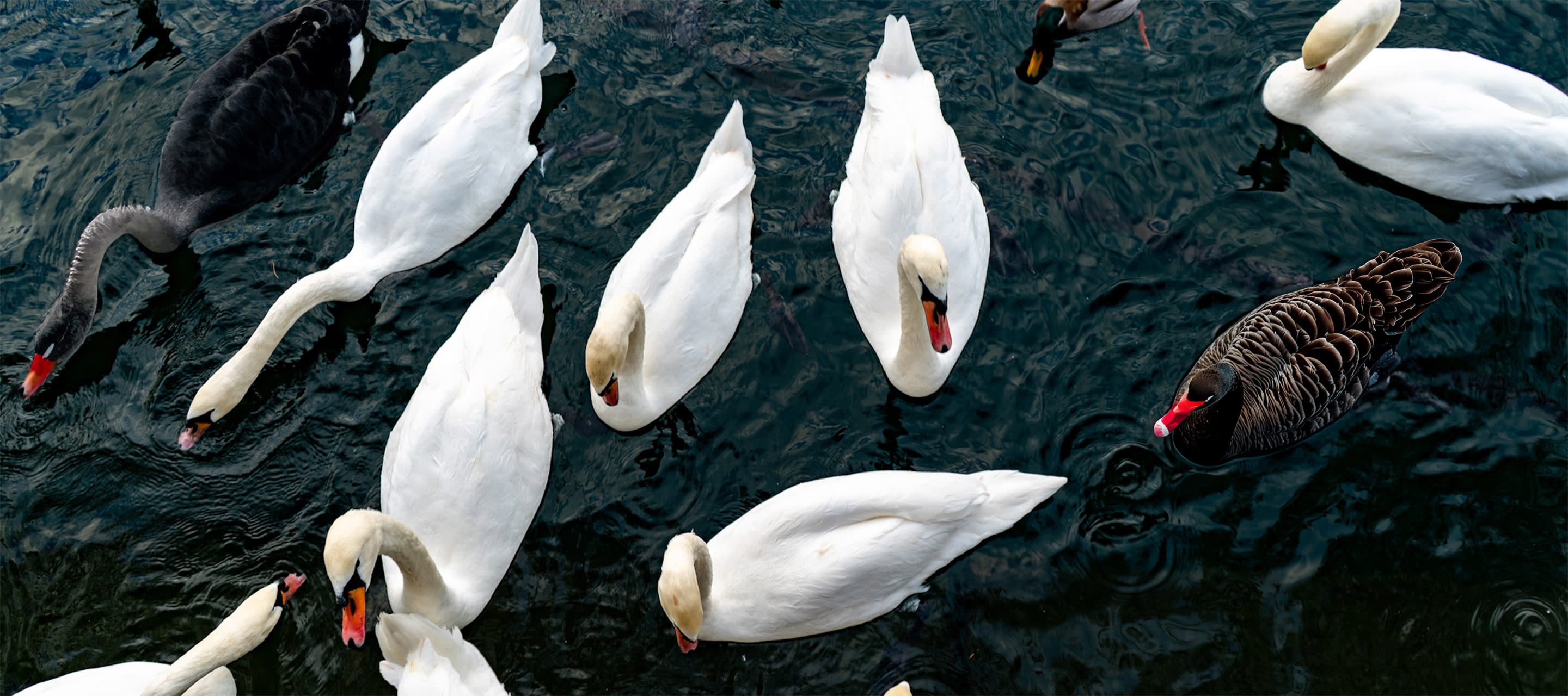 swans