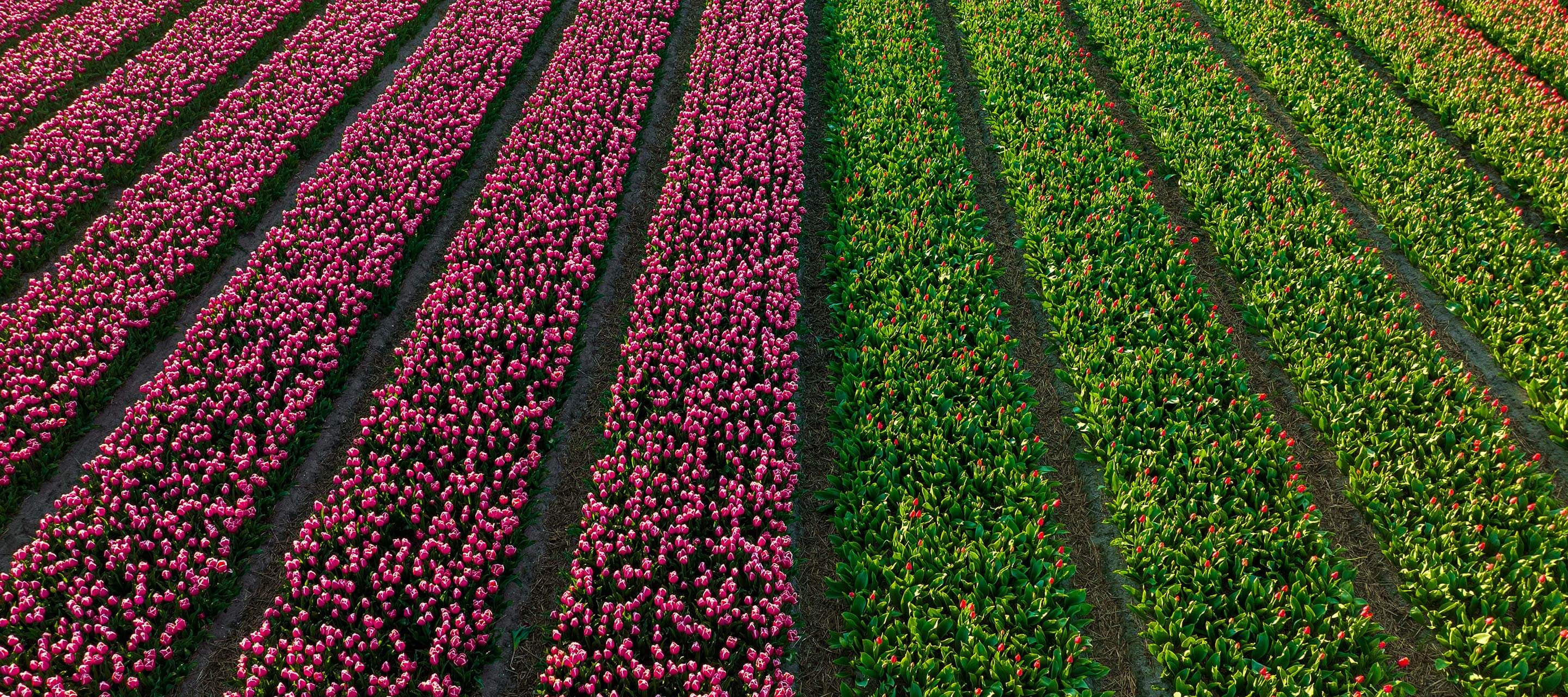 colorful tulip field