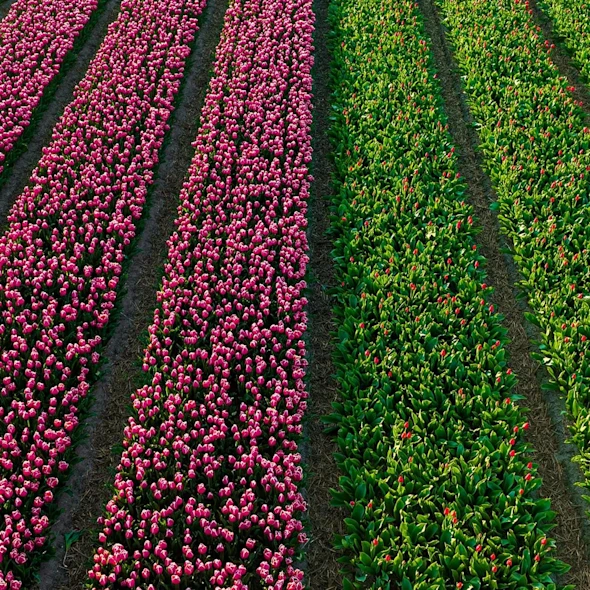 colorful tulip field