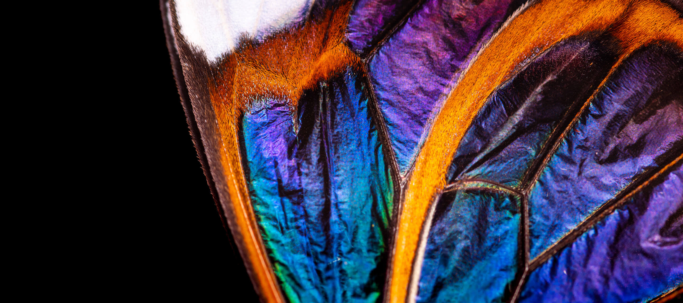 macro image of butterfly wing