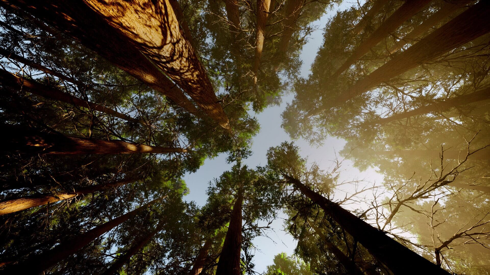 looking up at trees