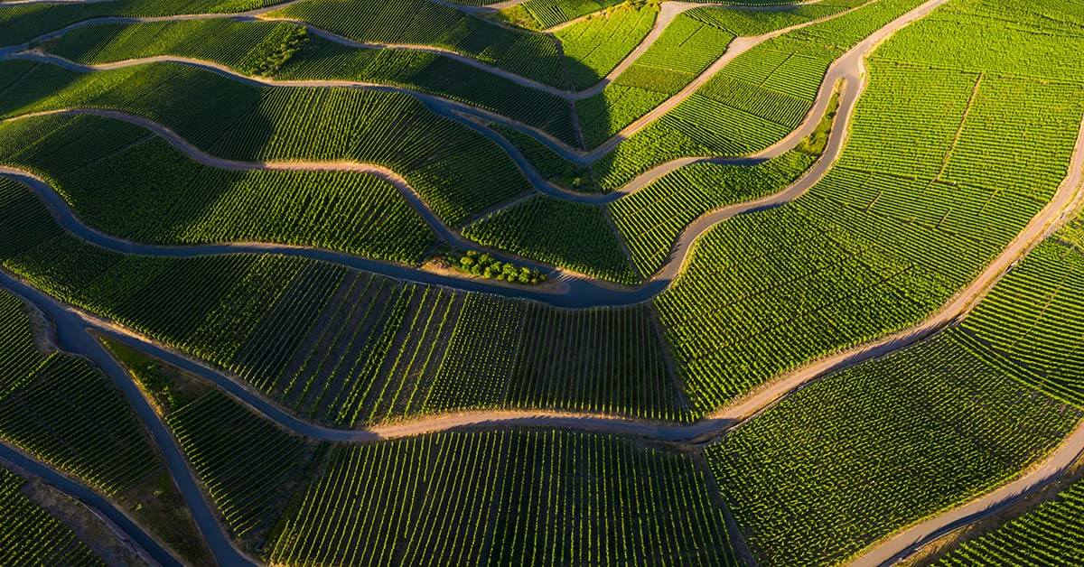 vineyards