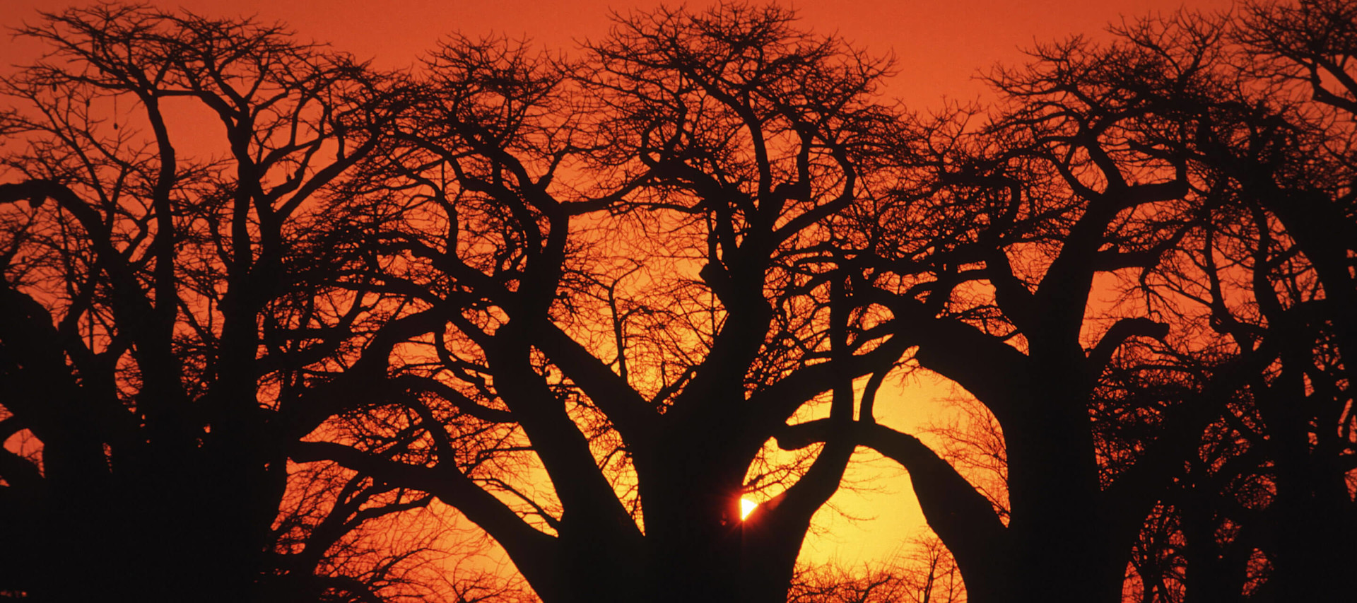 African trees shadow and sunset behind 