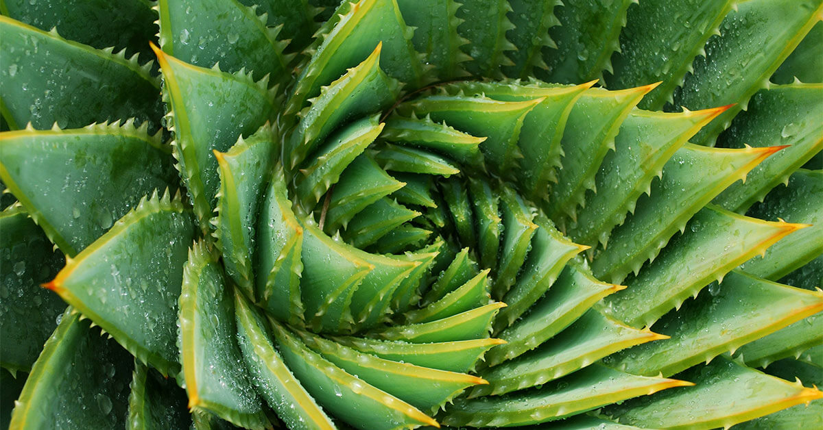 close up of a succulent