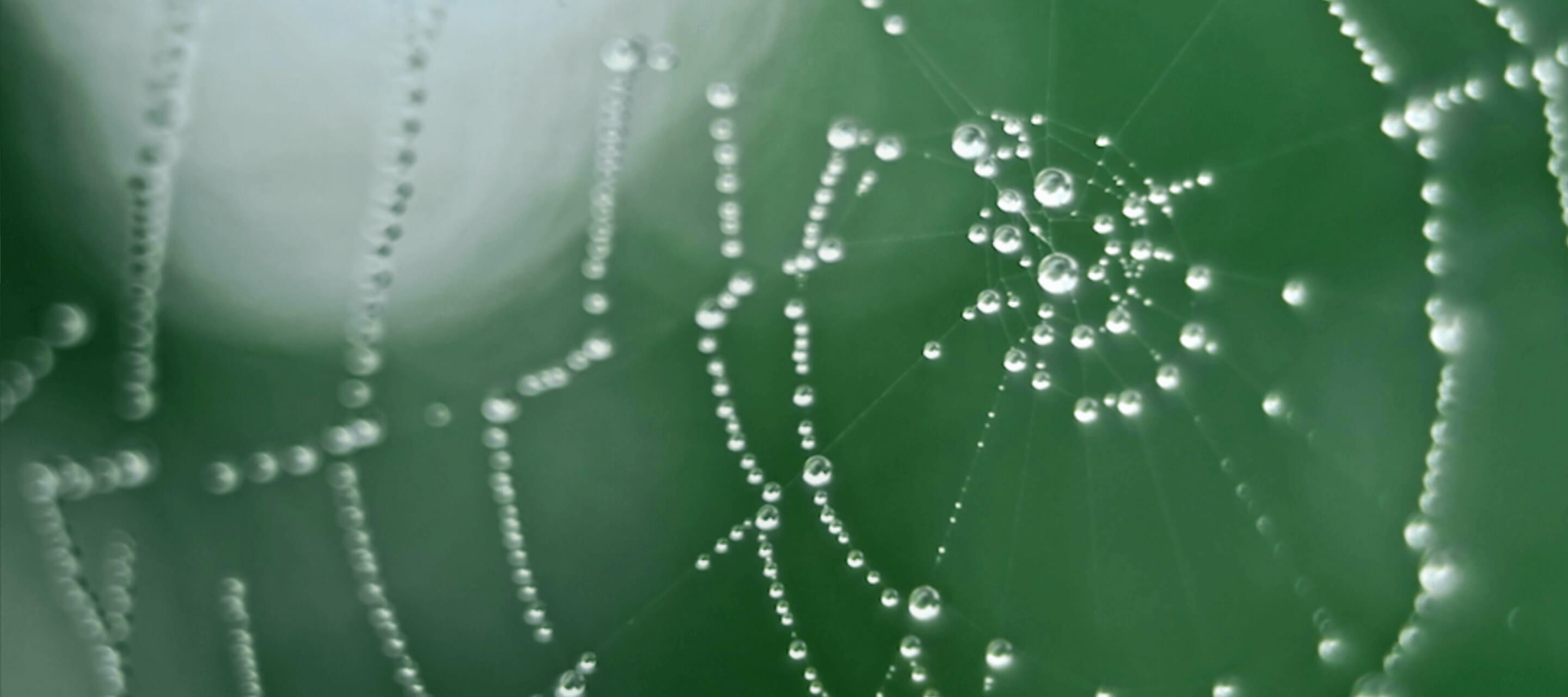 green spider web