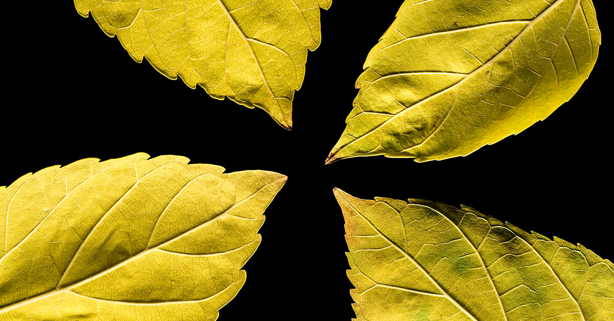 4 leaves coming together