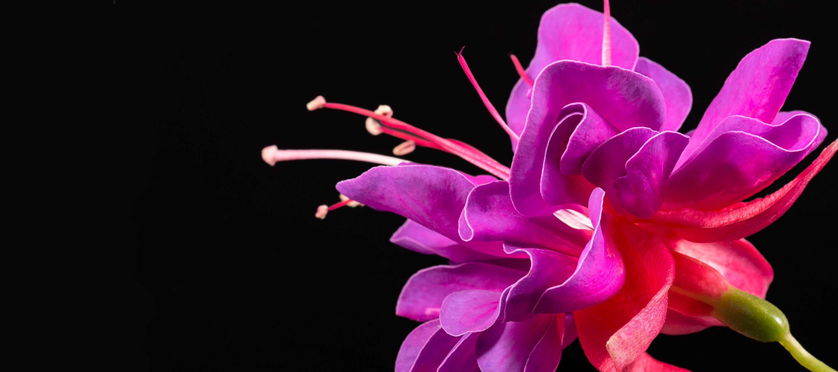 fuchsia colored flower against black background 