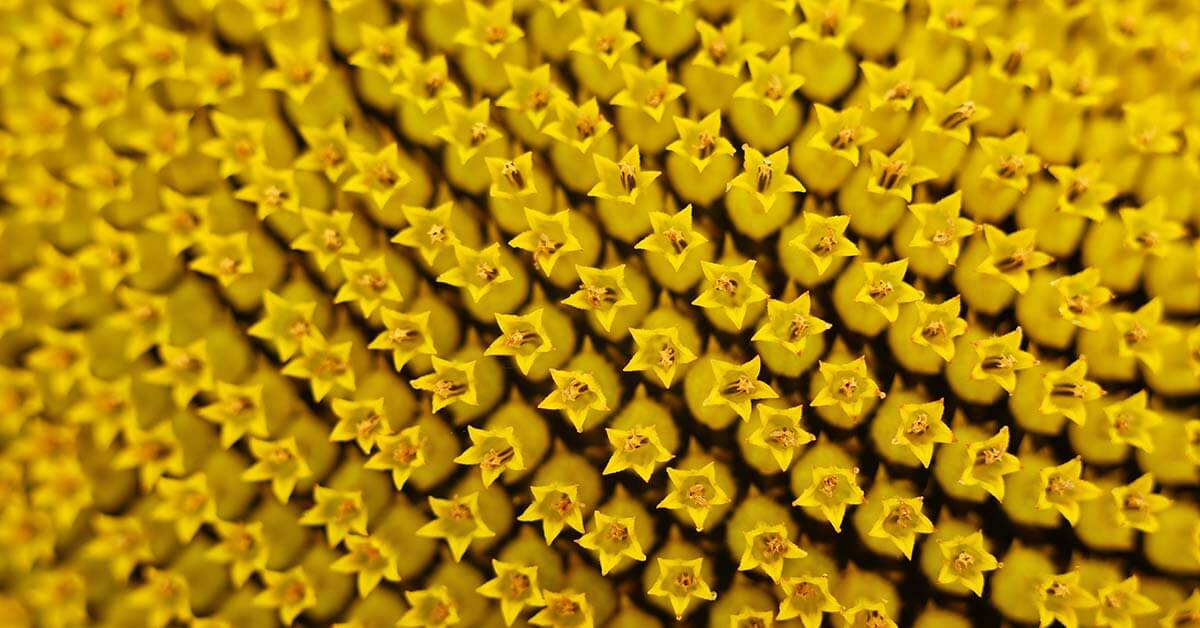 close-up of sunflower blooming