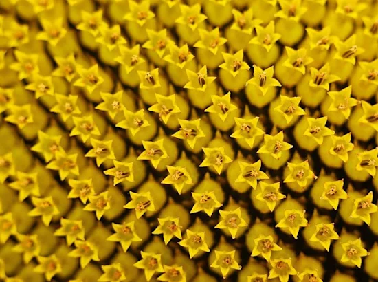 close-up of sunflower blooming