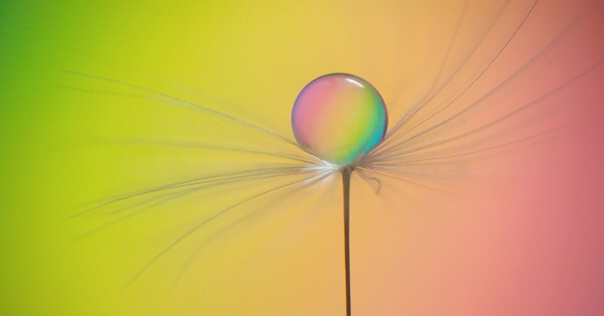 bubble on a dandelion 