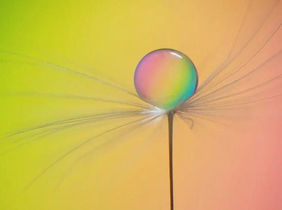 bubble on a dandelion