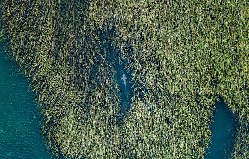 aerial view of shark in reeds