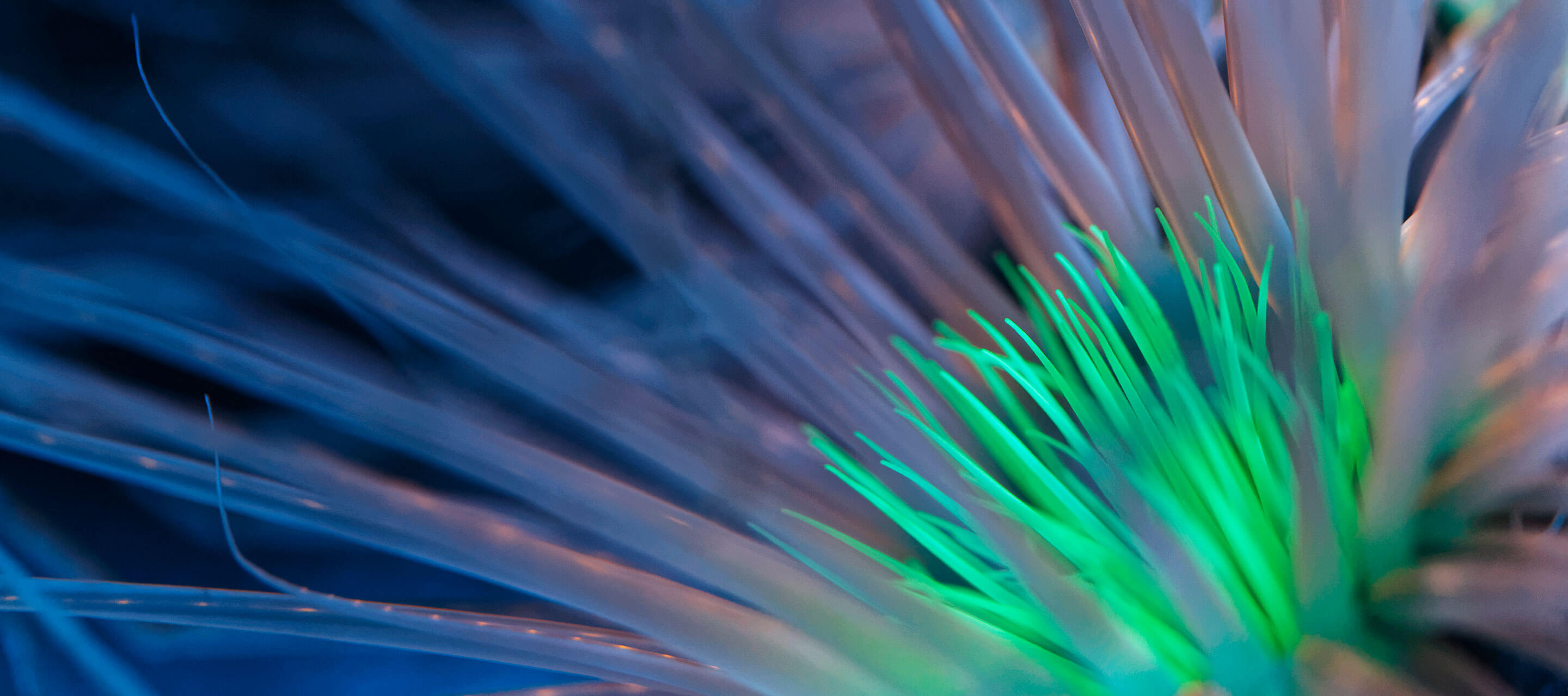 Bioluminescent Anemone 