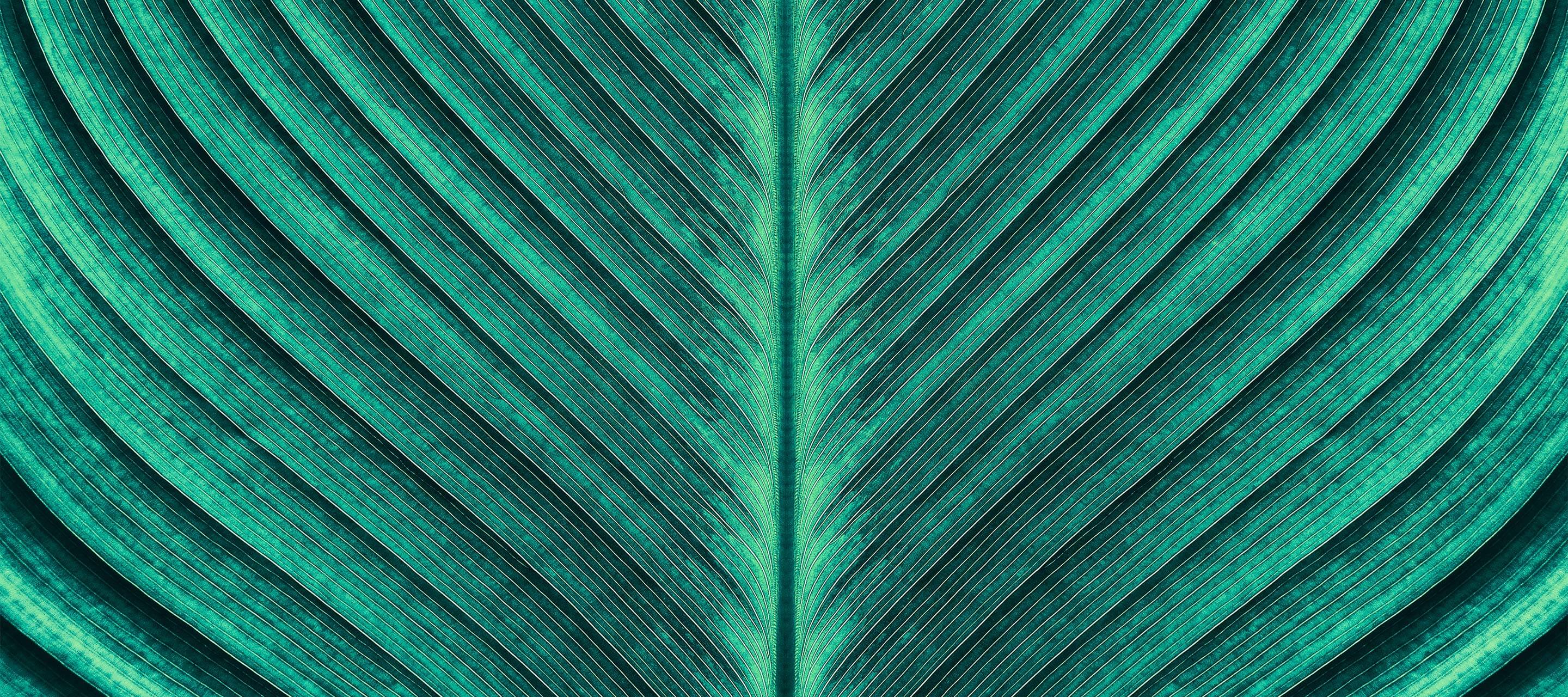 macro image of leaf