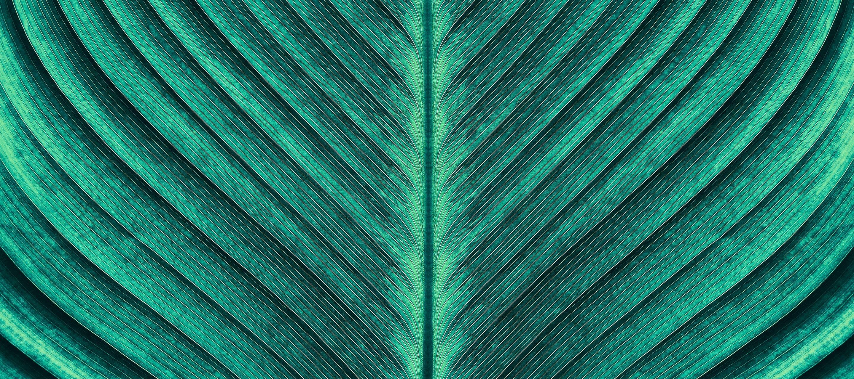 macro image of leaf