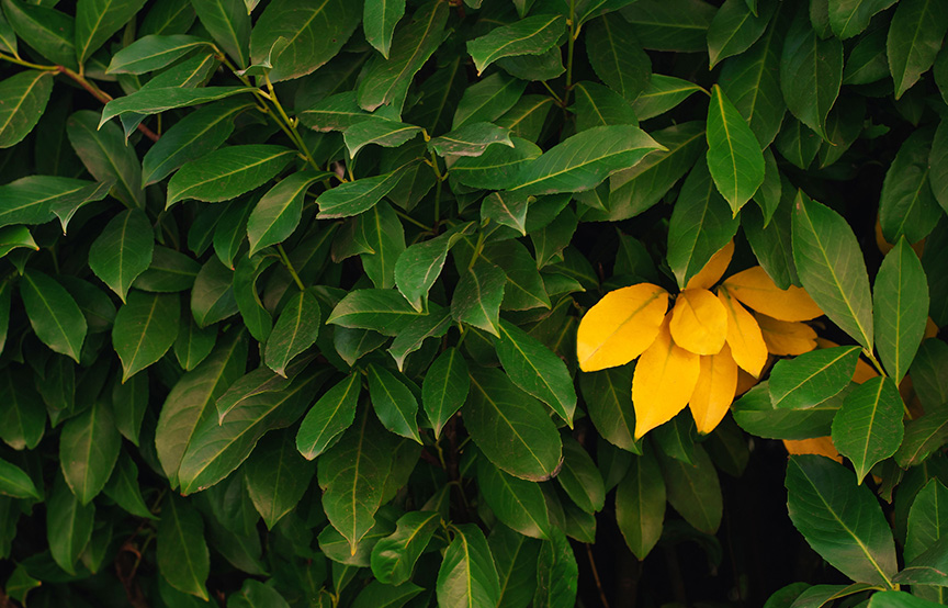 image of green leaves with a spot of yellow leaves on the right side