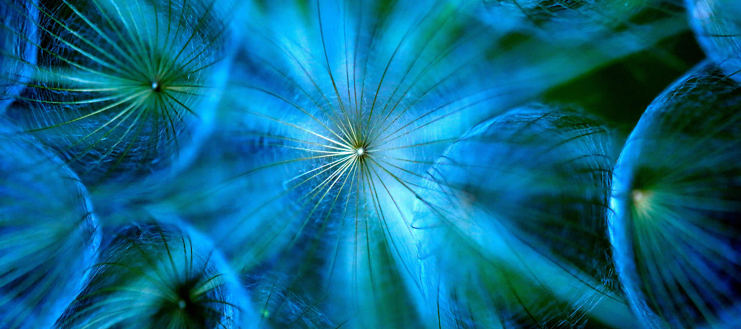 macro image of blue dandelion