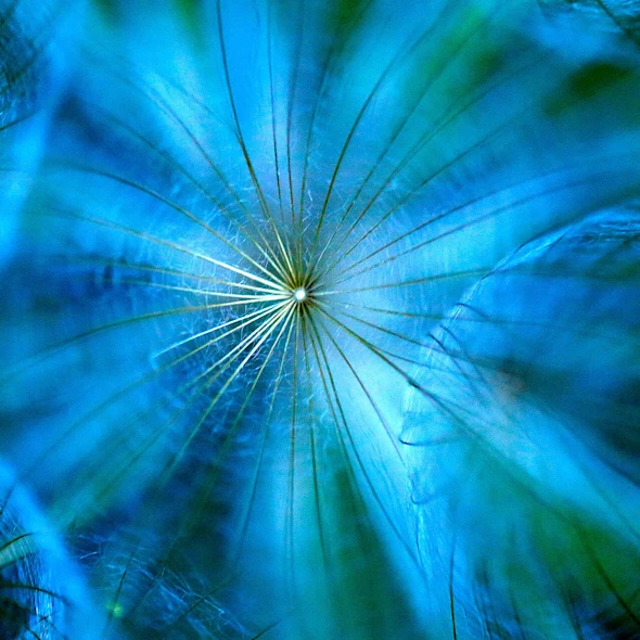 macro image of blue dandelion