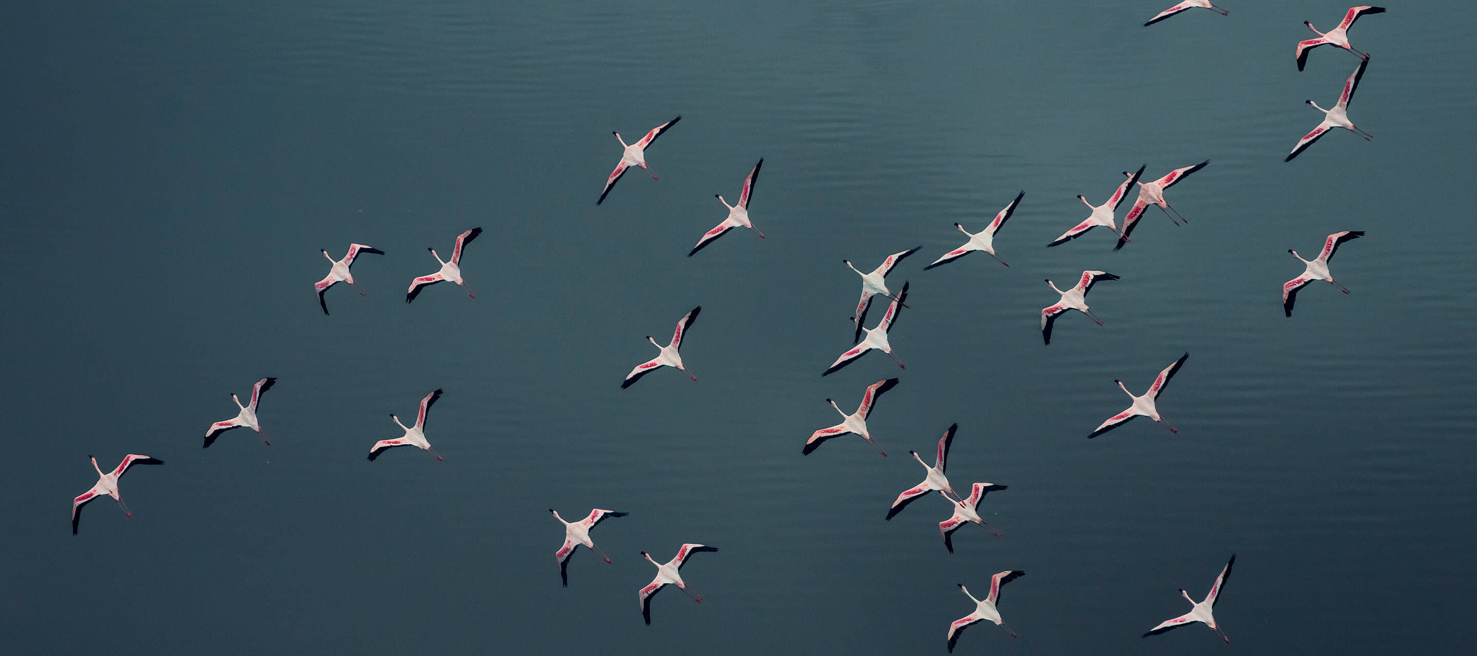 flamingos flying over water