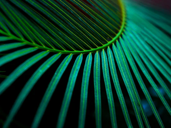 leaf