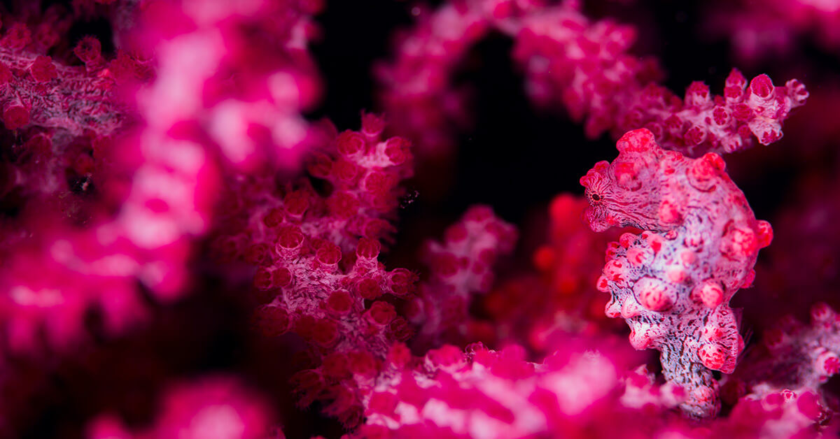 out of focus sea creature